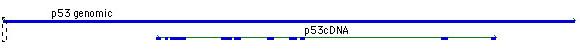 cDNA-Genomic